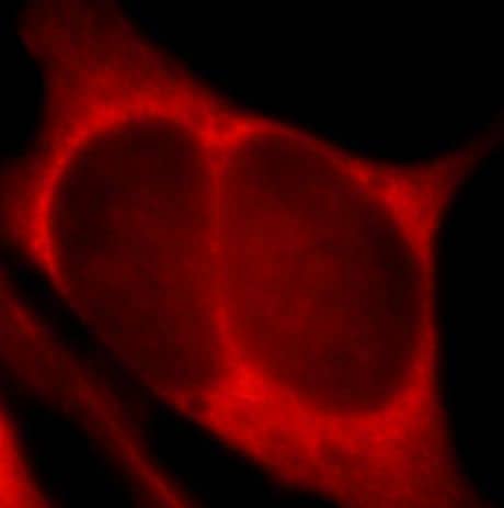 Immunocytochemistry/ Immunofluorescence PHLPP Antibody - BSA Free
