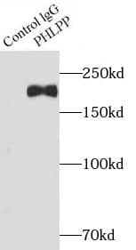 Immunoprecipitation PHLPP Antibody - BSA Free