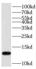 Western Blot: PHF5A Antibody - BSA Free [NBP3-47163] - HeLa cells were subjected to SDS PAGE followed by western blot with (PHF5A antibody) at dilution of 1:500