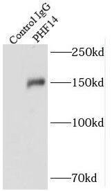 Immunoprecipitation PHF14 Antibody - BSA Free