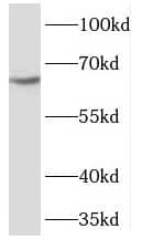 Western Blot SLCO2A1 Antibody - BSA Free