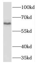 Western Blot: PGS1 Antibody - BSA Free [NBP3-47171] - Mouse liver tissue were subjected to SDS PAGE followed by western blot with (PGS1 antibody) at dilution of 1:500