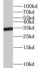 Western Blot PGPase Antibody - BSA Free