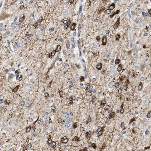 Immunohistochemistry PGM2L1 Antibody - BSA Free