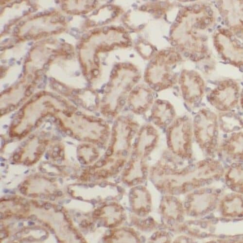 Immunohistochemistry: PGBD3 Antibody - BSA Free [NBP3-47175] - Immunohistochemistry of paraffin-embedded human kidney using (PGBD3 antibody) at dilution of 1:100