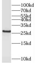 Western Blot PEX11G Antibody - BSA Free