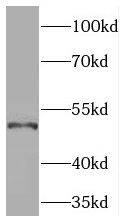 Western Blot: PDE7B Antibody - BSA Free [NBP3-47187] - HeLa cells were subjected to SDS PAGE followed by western blot with (PDE7B antibody) at dilution of 1:1000