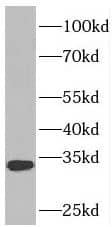 Western Blot: PDCL2 Antibody - BSA Free [NBP3-47191] - Mouse testis tissue were subjected to SDS PAGE followed by western blot with (PDCL2 antibody) at dilution of 1:500