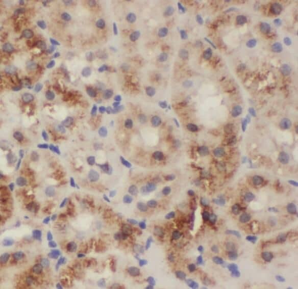 Immunohistochemistry PDCL2 Antibody - BSA Free