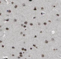 Immunohistochemistry IQM1 Antibody - BSA Free