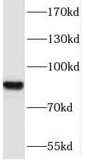 Western Blot Protocadherin beta 12 Antibody - BSA Free