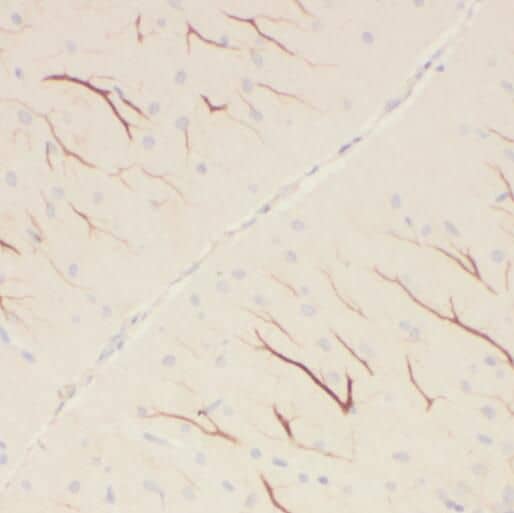 Immunohistochemistry PCDHA5 Antibody - BSA Free