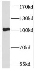 Western Blot PCDHA5 Antibody - BSA Free