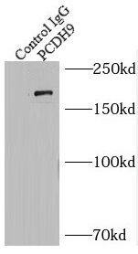Immunoprecipitation PCDH9 Antibody - BSA Free