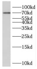 Western Blot: PCCA Antibody - BSA Free [NBP3-47213] - L02 cells were subjected to SDS PAGE followed by western blot with (PCCA antibody) at dilution of 1:1000