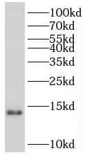 Western Blot: PCBD2 Antibody - BSA Free [NBP3-47214] - Human skeletal muscle tissue were subjected to SDS PAGE followed by western blot with (PCBD2 antibody) at dilution of 1:500