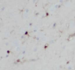 Immunohistochemistry: PC6 Antibody - BSA Free [NBP3-47215] - Immunohistochemistry of paraffin-embedded human brain using (PC6 antibody) at dilution of 1:200