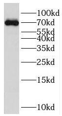 Western Blot: PBX4 Antibody - BSA Free [NBP3-47216] - HEK-293 cells were subjected to SDS PAGE followed by western blot with ( PBX4 Antibody) at dilution of 1:600