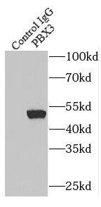 Immunoprecipitation: Pbx3 Antibody - BSA Free [NBP3-47217] - IP Result of anti-Pbx3 (IP:, 4ug; Detection: 1:500) with HL-60 cells lysate 3040ug.