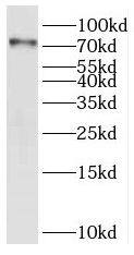 Western Blot: PAPOLB Antibody - BSA Free [NBP3-47224] - Mouse testis tissue were subjected to SDS PAGE followed by western blot with (PAPOLB antibody) at dilution of 1:500