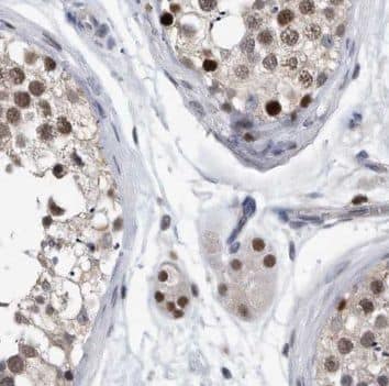 Immunohistochemistry PAGE2 Antibody - BSA Free
