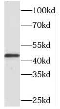 Western Blot PAFAH2 Antibody - BSA Free