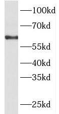 Western Blot: PACSIN2 Antibody - BSA Free [NBP3-47232] - NIH/3T3 cells were subjected to SDS PAGE followed by western blot with (PACSIN2 Antibody) at dilution of 1:600