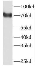 Western Blot PABPC3 Antibody - BSA Free
