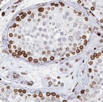 Immunohistochemistry PABPC3 Antibody - BSA Free