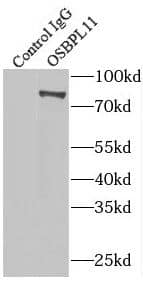Immunoprecipitation: OSBPL11 Antibody - BSA Free [NBP3-47251] - IP Result of anti-OSBPL11 (IP:, 4ug; Detection: 1:300) with mouse testis tissue lysate 4000ug.