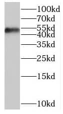 Western Blot: ORC5L Antibody - BSA Free [NBP3-47253] - Mouse ovary tissue were subjected to SDS PAGE followed by western blot with (ORC5L antibody) at dilution of 1:400