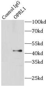 Immunoprecipitation ORL1/OPRL1 Antibody - BSA Free