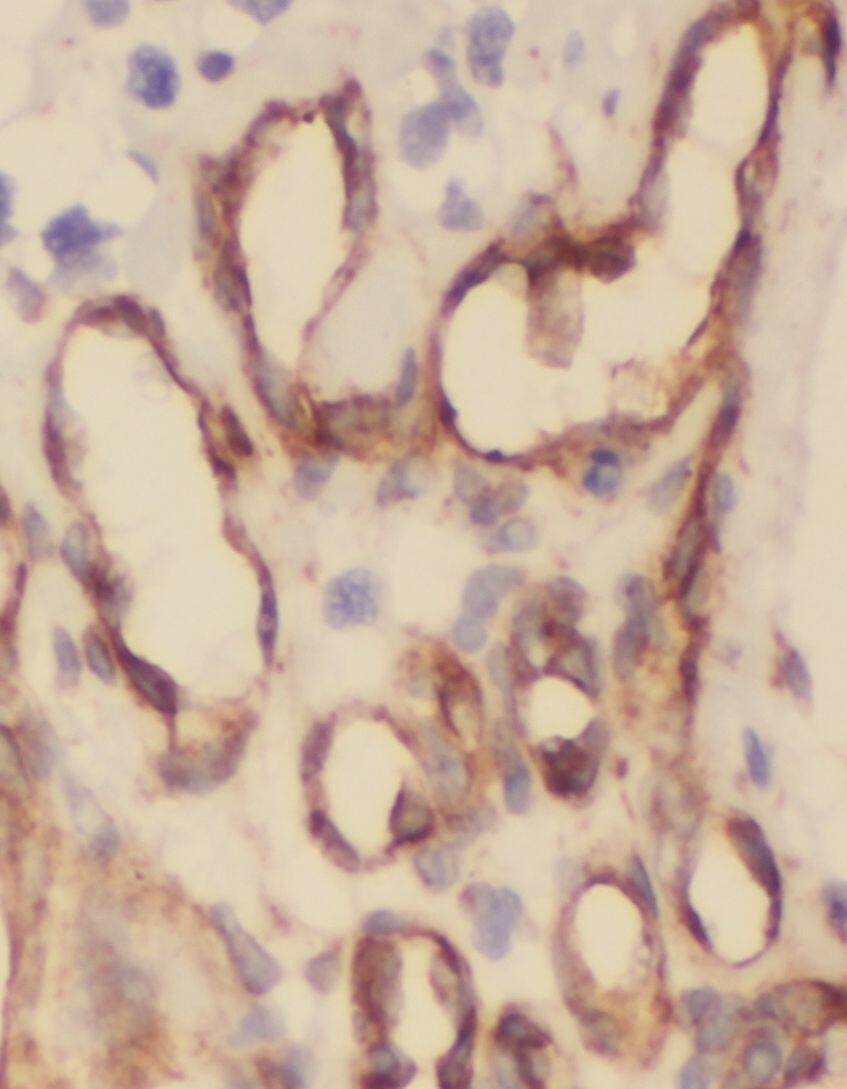 Immunohistochemistry ORL1/OPRL1 Antibody - BSA Free