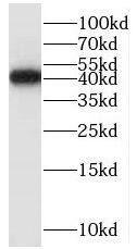 Western Blot ORL1/OPRL1 Antibody - BSA Free