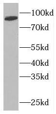Western Blot: NUP88 Antibody - BSA Free [NBP3-47280] - HeLa cells were subjected to SDS PAGE followed by western blot with (NUP88 antibody) at dilution of 1:300