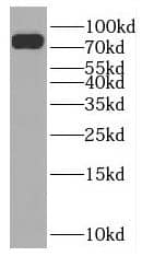 Western Blot: NUFIP2 Antibody - BSA Free [NBP3-47284] - HeLa cells were subjected to SDS PAGE followed by western blot with ( NUFIP2 Antibody) at dilution of 1:600