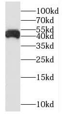Western Blot: NUDT19 Antibody - BSA Free [NBP3-47288] - HEK-293 cells were subjected to SDS PAGE followed by western blot with (NUDT19 antibody) at dilution of 1:1500