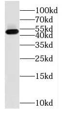 Western Blot NUDT12 Antibody - BSA Free