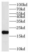Western Blot NUDT11 Antibody - BSA Free