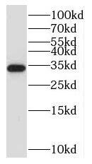Western Blot Nucleotide binding protein like Antibody - BSA Free