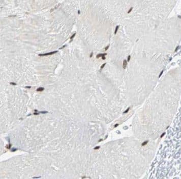 Immunohistochemistry NUBP2 Antibody - BSA Free