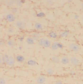 Immunohistochemistry: NRSN2 Antibody - BSA Free [NBP3-47306] - Immunohistochemistry of paraffin-embedded human brain using (NRSN2 antibody) at dilution of 1:100