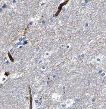 Immunohistochemistry Neuropeptide S/NPS Antibody - BSA Free