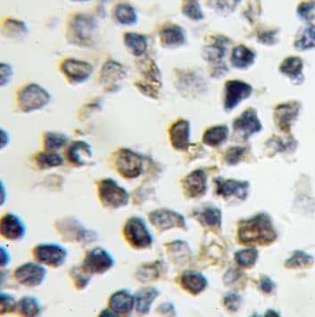Immunohistochemistry Nucleoplasmin-3 Antibody - BSA Free