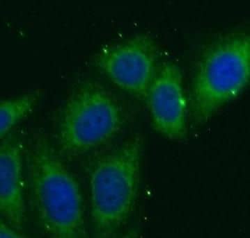 Immunocytochemistry/ Immunofluorescence: NOSTRIN Antibody - BSA Free [NBP3-47321] - Immunofluorescent analysis of HepG2 cells using  (NOSTRIN antibody) at dilution of 1:50 and Alexa Fluor 488-conjugated Goat Anti-Rabbit IgG(H+L)