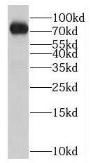 Western Blot: NOL9 Antibody - BSA Free [NBP3-47325] - HEK-293 cells were subjected to SDS PAGE followed by western blot with (NOL9 antibody) at dilution of 1:1000