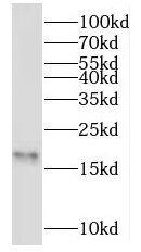 Western Blot NME3 Antibody - BSA Free