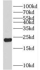 Western Blot NKIRAS2 Antibody - BSA Free