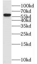 Western Blot NKD2 Antibody - BSA Free