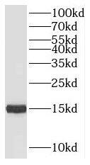 Western Blot: NHP2L1 Antibody - BSA Free [NBP3-47341] - HeLa cells were subjected to SDS PAGE followed by western blot with (NHP2L1 antibody) at dilution of 1:1000